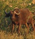 Cape Buffalo  (916Wx1000H) - Cape Buffalo Up Close - Africa - 2010 