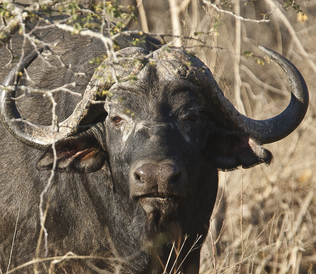 Download Cape Buffalo (1038Wx900H)