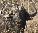Cape Buffalo (1038Wx900H) - Cape Buffalo Up Close II - Africa - 2010 
