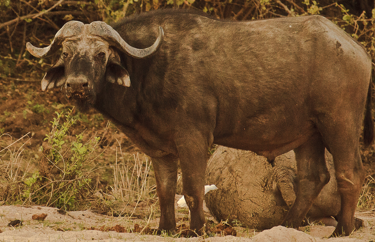 Download CAPE BUFFALO (1238Wx800H)