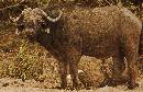 CAPE BUFFALO (1238Wx800H) - CAPE BUFFALO - AFRICA - 2010 