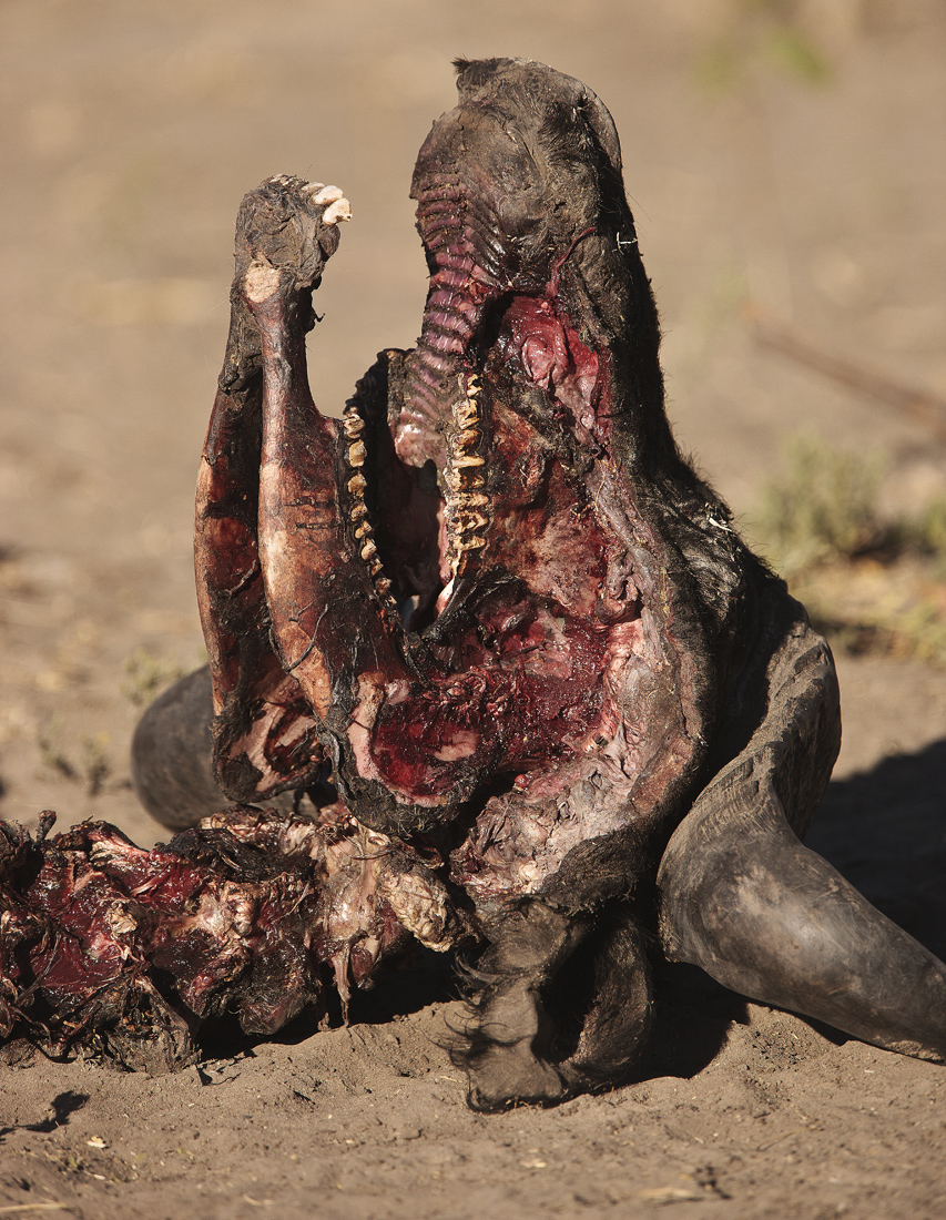Download Carcass  (853Wx1100H)