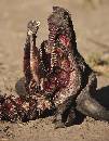 Carcass  (853Wx1100H) - Carcass of Cape Buffalo - Africa - 2010 