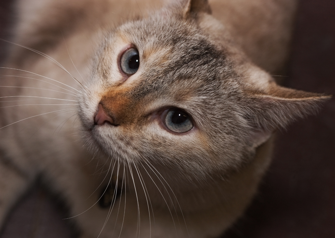 Download Cat at Hinda's  (1126Wx800H)