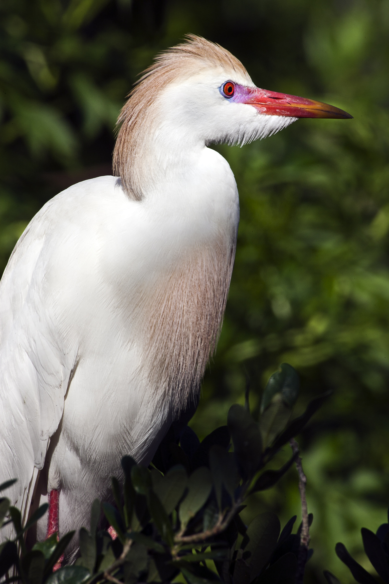 Download Cattle Egret Green (780Wx1170H)