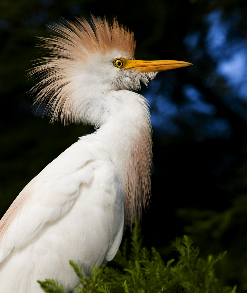Download Cattle Egret Orange (843Wx1000H)