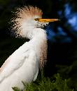 Cattle Egret Orange (843Wx1000H) - Cattle Egret Orange Crown - Amelia Island - 2010 