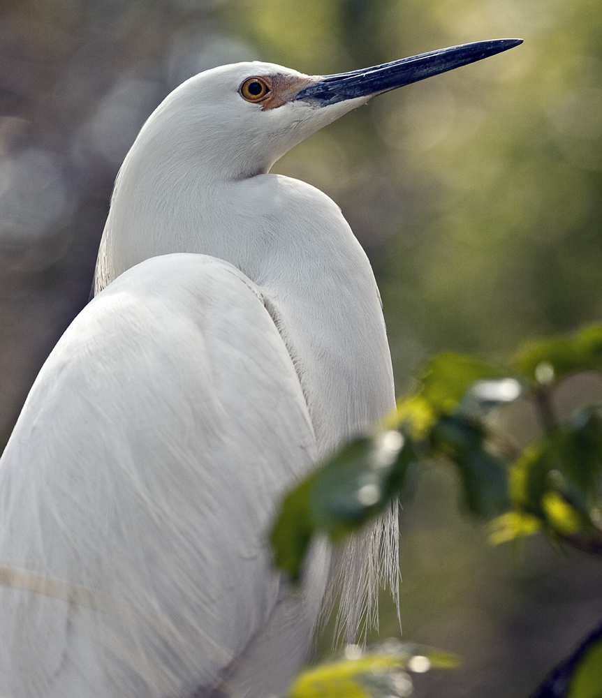 Download Cattle Egret Port 2 (862Wx1000H)