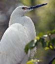 Cattle Egret Port 2 (862Wx1000H) - Cattle Egret Portrait 2 - Amelia Island - 2010 
