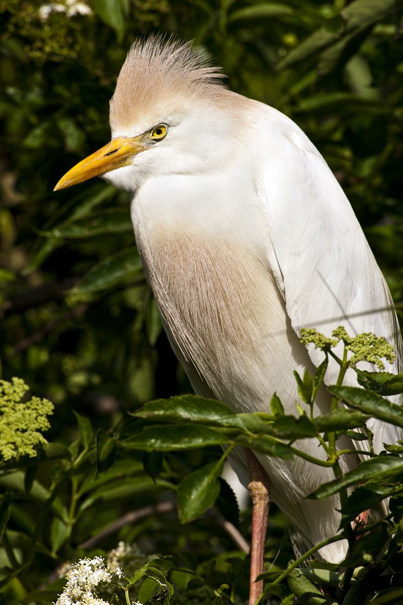 Download Cattle Egret Port 3 (800Wx1200H)