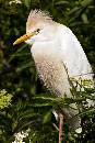 Cattle Egret Port 3 (800Wx1200H) - Cattle Egret Portrait 3 - Amelia Island - 2010 