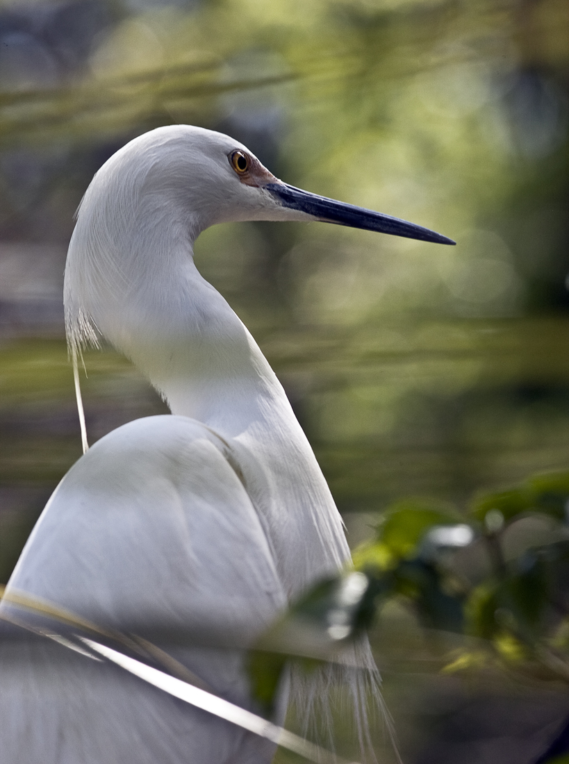 Download Cattle Egret Portr (819Wx1100H)
