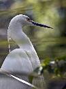Cattle Egret Portr (819Wx1100H) - Cattle Egret Portrait - Amelia Island - 2010 