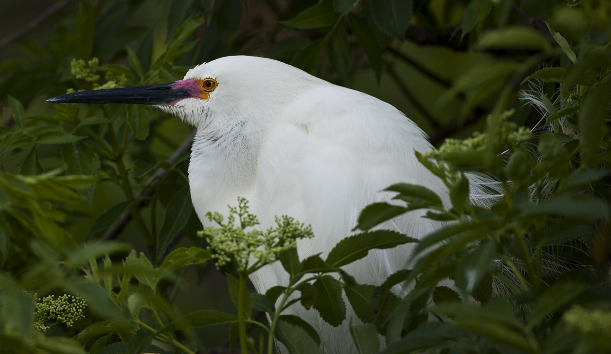 Download Cattle Egret Profile (1208Wx700H)