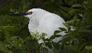 Cattle Egret Profile (1208Wx700H) - Cattle Egret Profile - Amelia Island - 2010 
