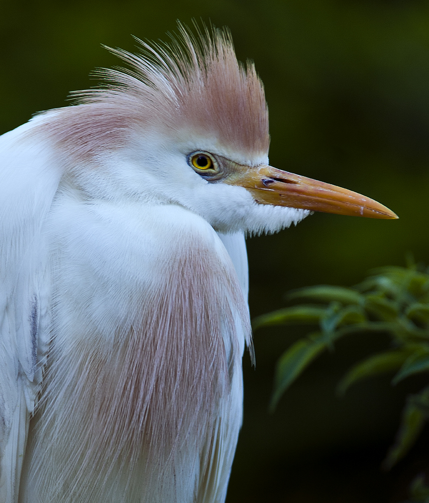 Download Cattle Egret (854Wx1000H)