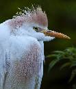 Cattle Egret (854Wx1000H) - Cattle Egret Up Close - Amelia Island - 2010 