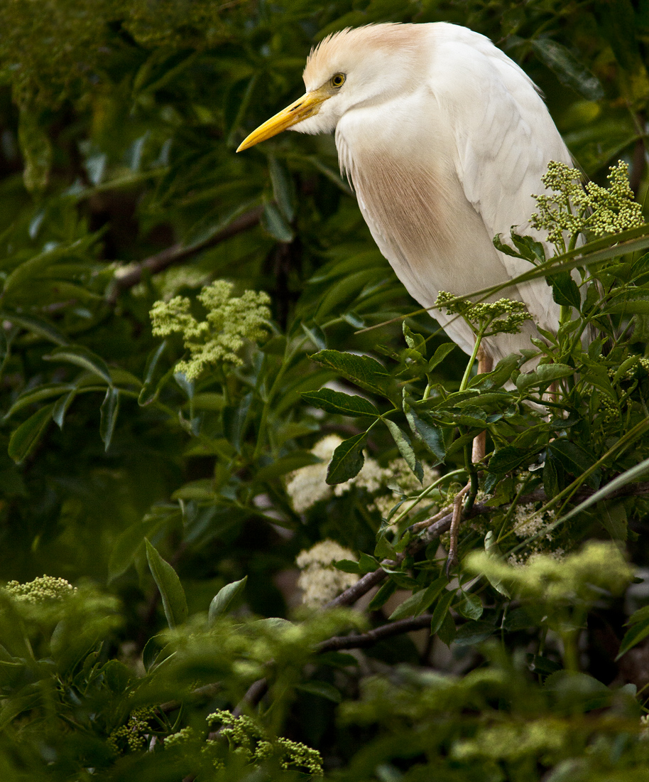 Download Cattle Egret in Bush (914Wx1100H)