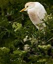Cattle Egret in Bush (914Wx1100H) - Cattle Egret in Bushes 2 - Amelia Island - 2010 