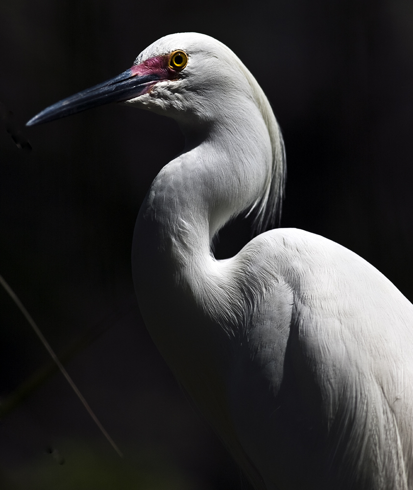 Download Cattle Egret in Dark (843Wx1000H)