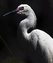 Cattle Egret in Dark (843Wx1000H) - Cattle Egret in Dark - Amelia Island - 2010 
