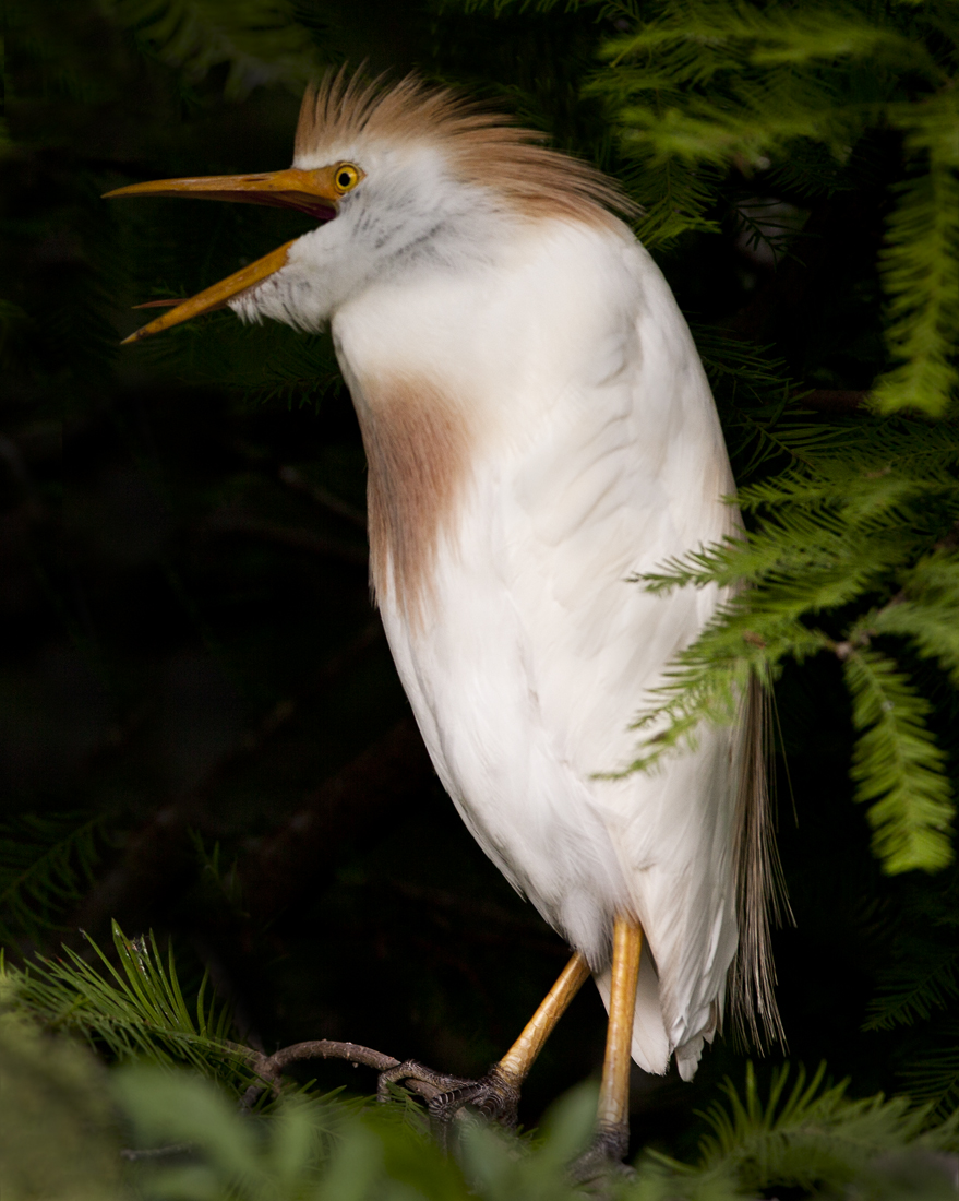 Download Cattle Egret on Bran (879Wx1100H)