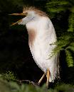 Cattle Egret on Bran (879Wx1100H) - Cattle Egret on Branch - Amelia Island - 2010 