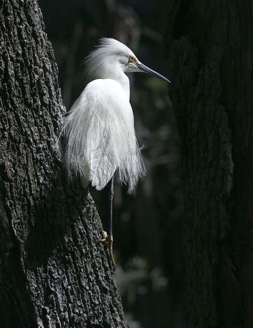 Download Cattle Egret on Tree (850Wx1100H)