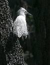 Cattle Egret on Tree (850Wx1100H) - Cattle Egret on Tree - Amelia Island - 2010 