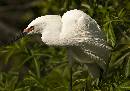 Cattle Egret (1141Wx800H) - Cattle Egret - Amelia Island - 2010 