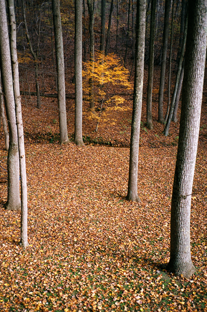 Download Golden Tree (405Wx611H)