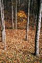 Golden Tree (405Wx611H) - The View from Charlee Sterling's Porch - 2004 