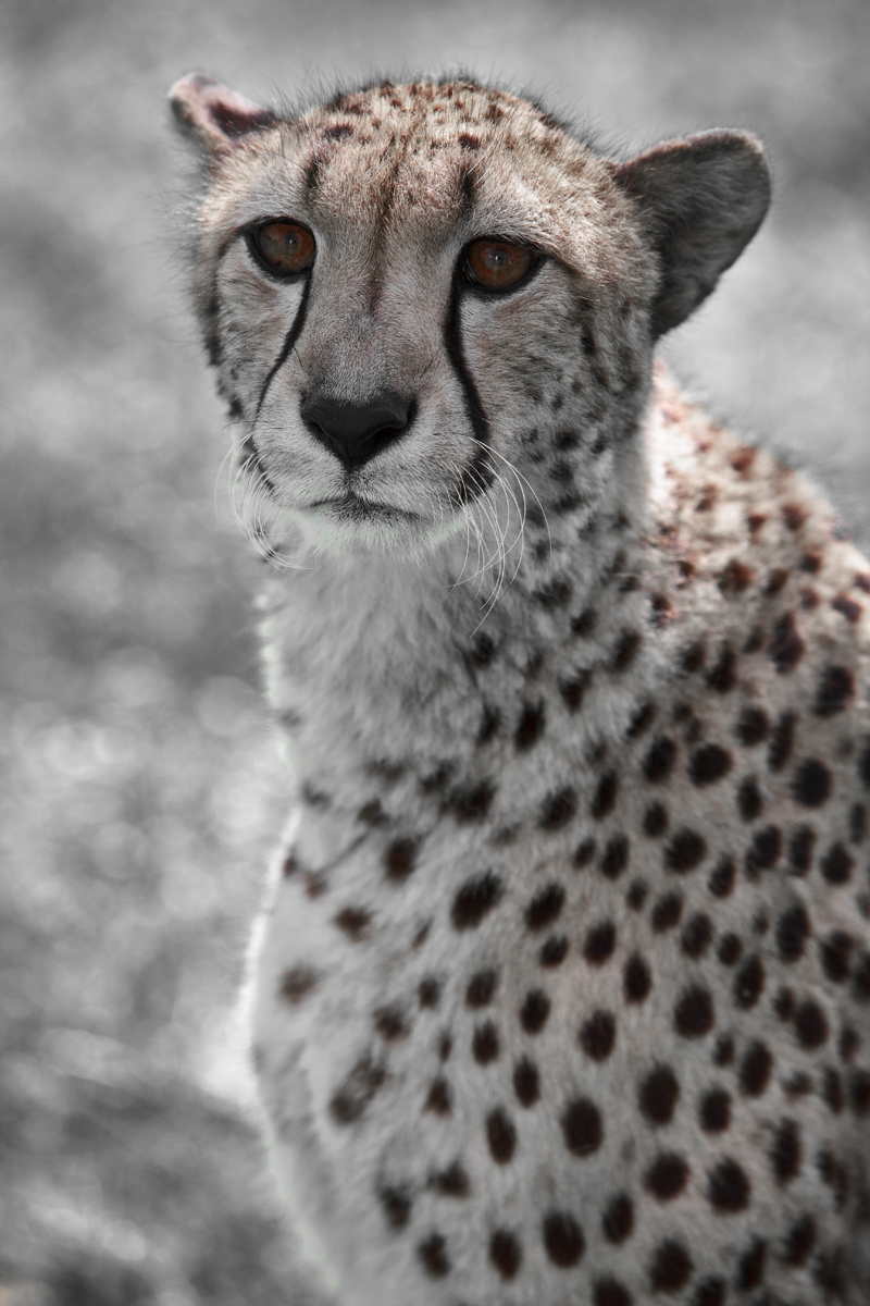 Download Cheetah King (800Wx1200H)