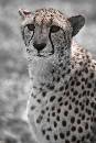Cheetah King (800Wx1200H) - Cheetah King (Queen) - White Oak - 2010 