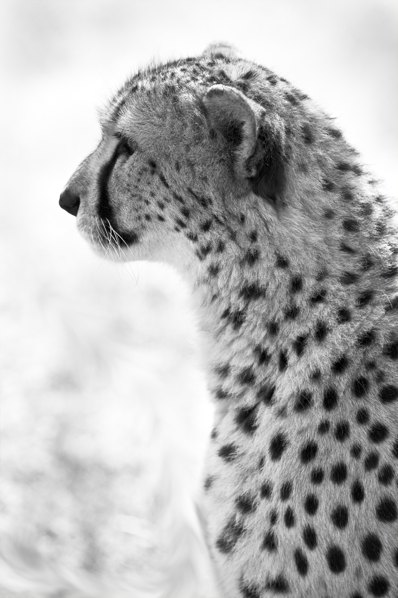 Download Cheetah Profile (800Wx1200H)