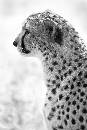 Cheetah Profile (800Wx1200H) - Cheetah Profile - White Oak - 2010 