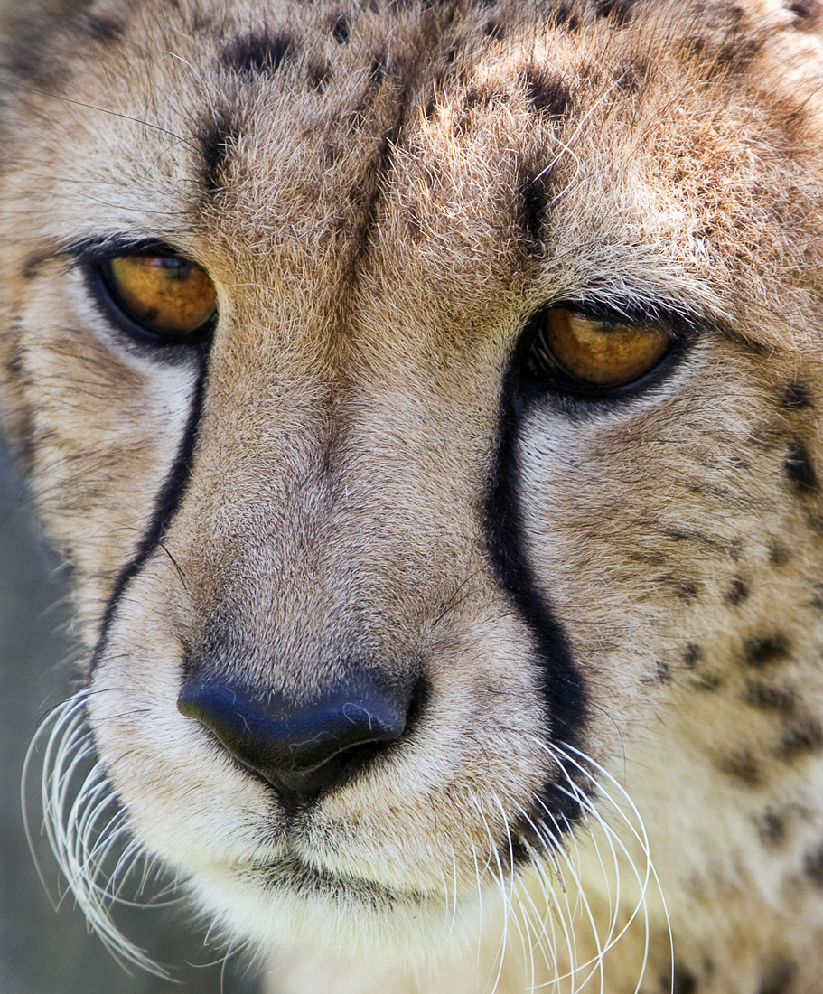 Download Cheetah Up Close (911Wx1100H)