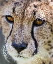 Cheetah Up Close (911Wx1100H) - Cheetah Up Close -  White Oak - 2010 
