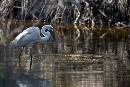 Cold Day Fishing (1200Wx800H) - Cold Day Fishing - Amelia Island - 2010 