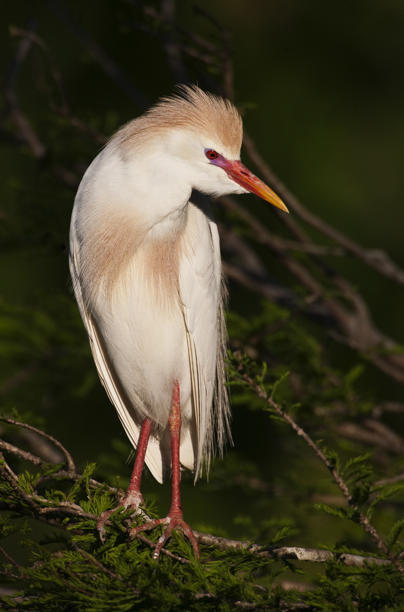 Download Color Bird 4 (792Wx1200H)