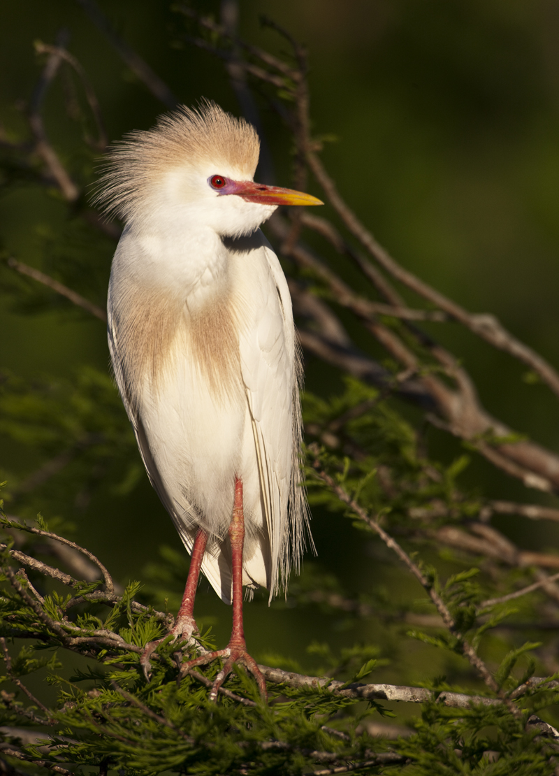 Download Color Bird (800Wx1110H)