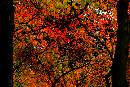 ColorRiot (806Wx538H) - ColorRiot - Leaves in Fall - Henry Park - 2006 