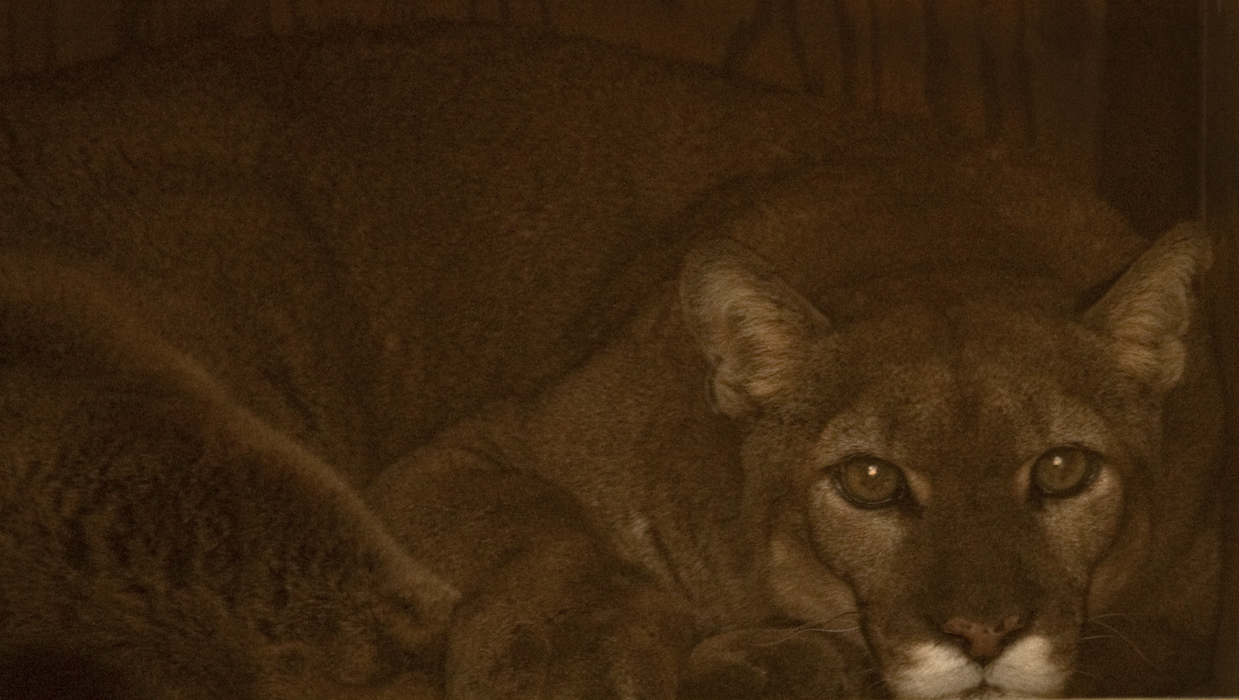 Download Cougar 1 (1239Wx700H)