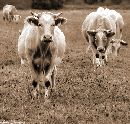  (480Wx459H) - How now, Brown Cow? 