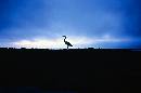 Crane on Horizon (600Wx399H) - A Last Look Back 
