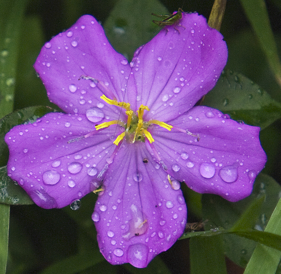 Download Cricket on Flower (554Wx540H)