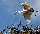 Cruising in the Air (1059Wx900H) - Cruising in the Air  - Amelia Island - 2010 
