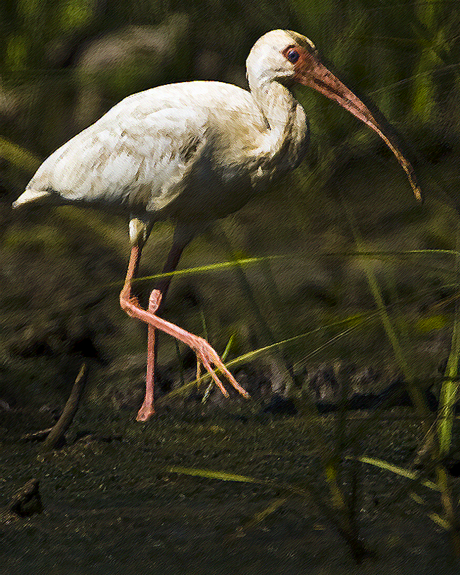 Download Curved Beak (660Wx826H)