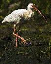 Curved Beak (660Wx826H) - Curved Beak - Amelia - 2008 