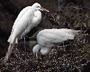Dad and Mom on Nest (1126Wx900H) - Dad and Mom on Nest - Amelia Island - 2010 